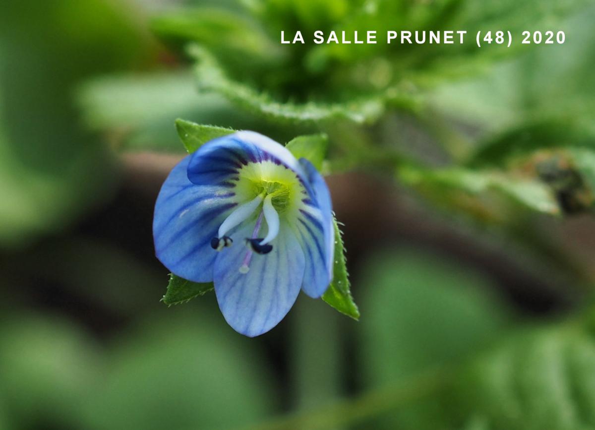 Speedwell, Field, Buxbaum's Speedwell flower